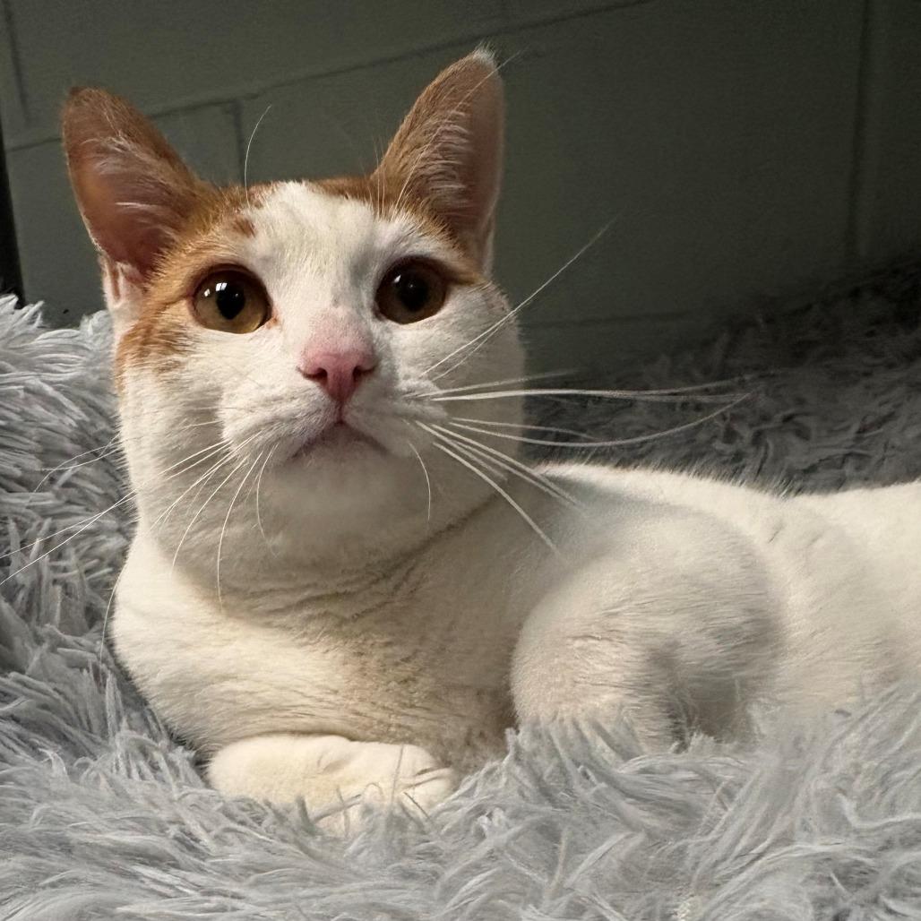 Felix, Adoptable, Young Male Domestic Short Hair.