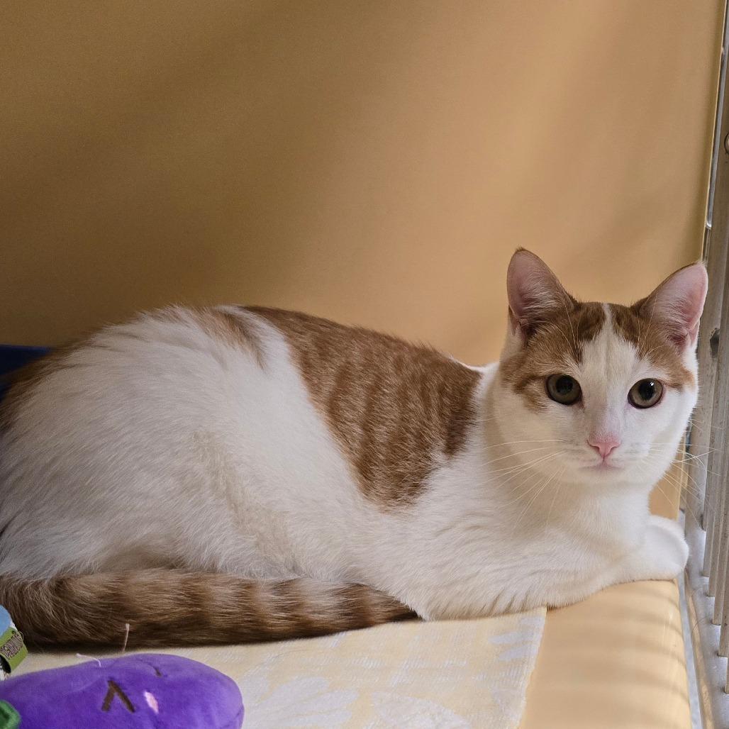 Enlarge Felix, a Adoptable Domestic Short Hair in East Hanover, NJ image 2/6