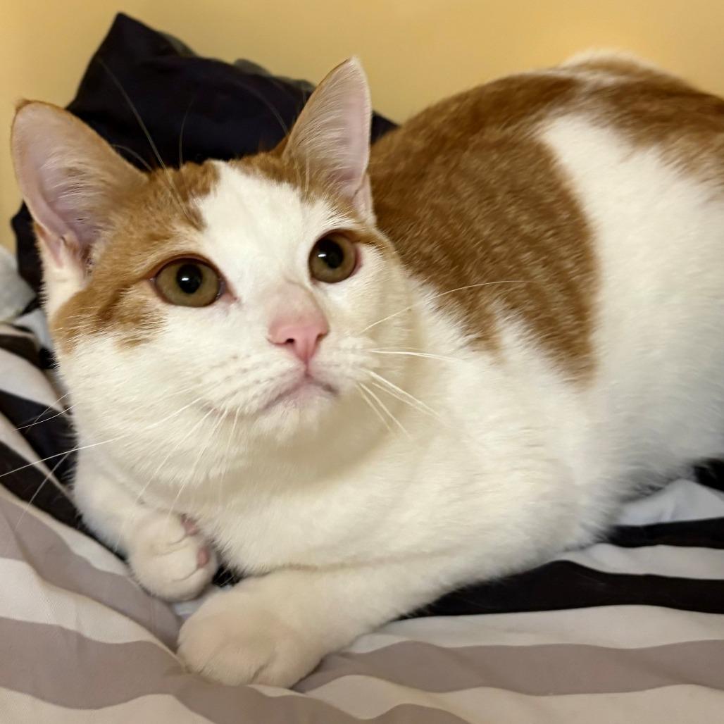 Enlarge Felix, a Adoptable Domestic Short Hair in East Hanover, NJ image 3/6