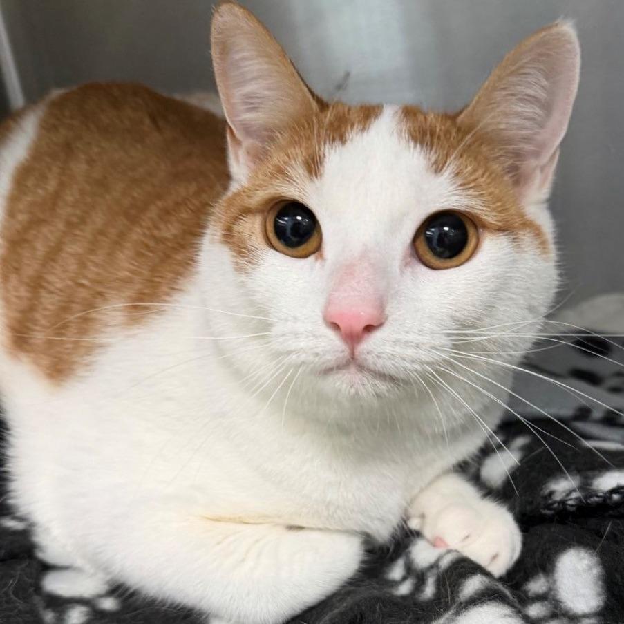Enlarge Felix, a Adoptable Domestic Short Hair in East Hanover, NJ image 4/6