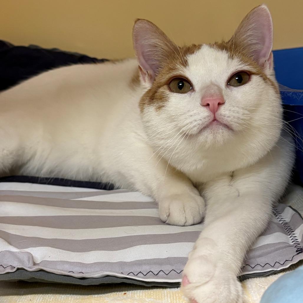 Enlarge Felix, a Adoptable Domestic Short Hair in East Hanover, NJ image 5/6