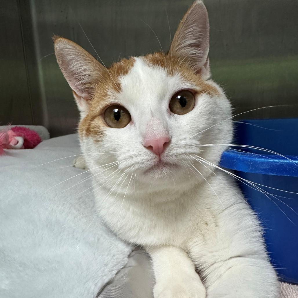 Enlarge Felix, a Adoptable Domestic Short Hair in East Hanover, NJ image 6/6