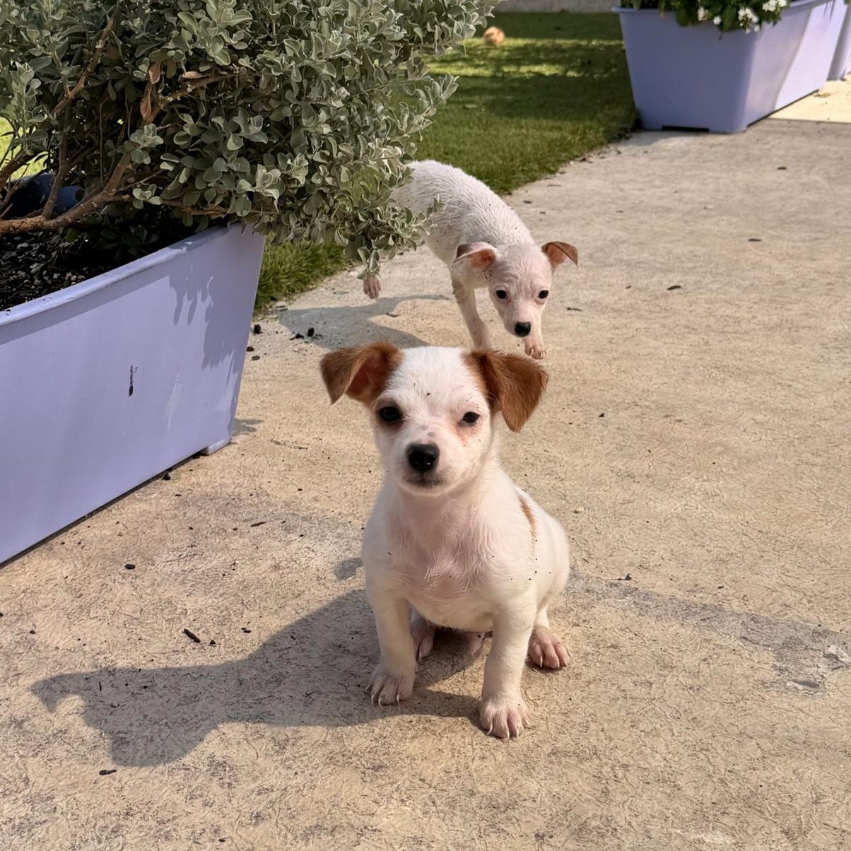 Enlarge Luke, a Adoptable Chihuahua in Austin, TX image 3/4