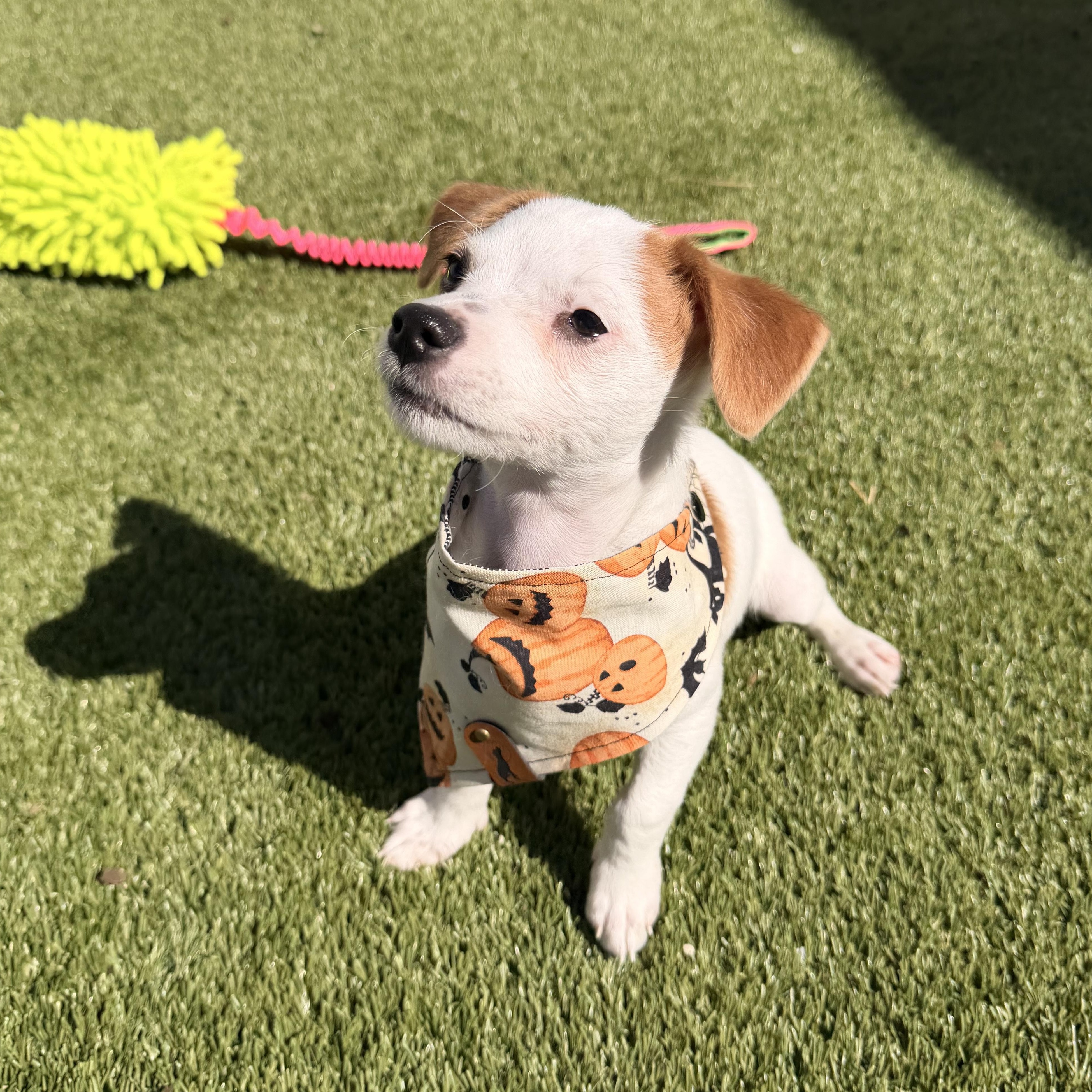 Luke, Adoptable, Puppy Male Chihuahua.