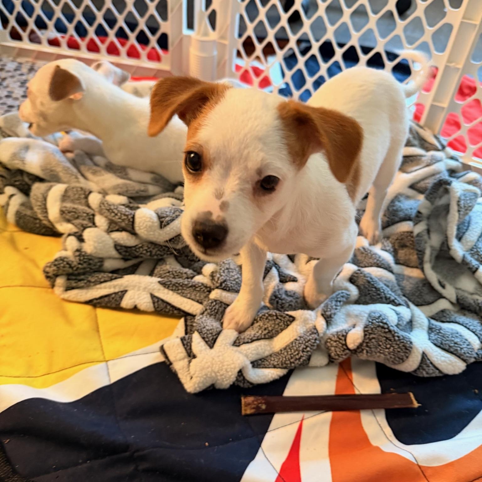Enlarge Luke, a Adoptable Chihuahua in Austin, TX image 4/4