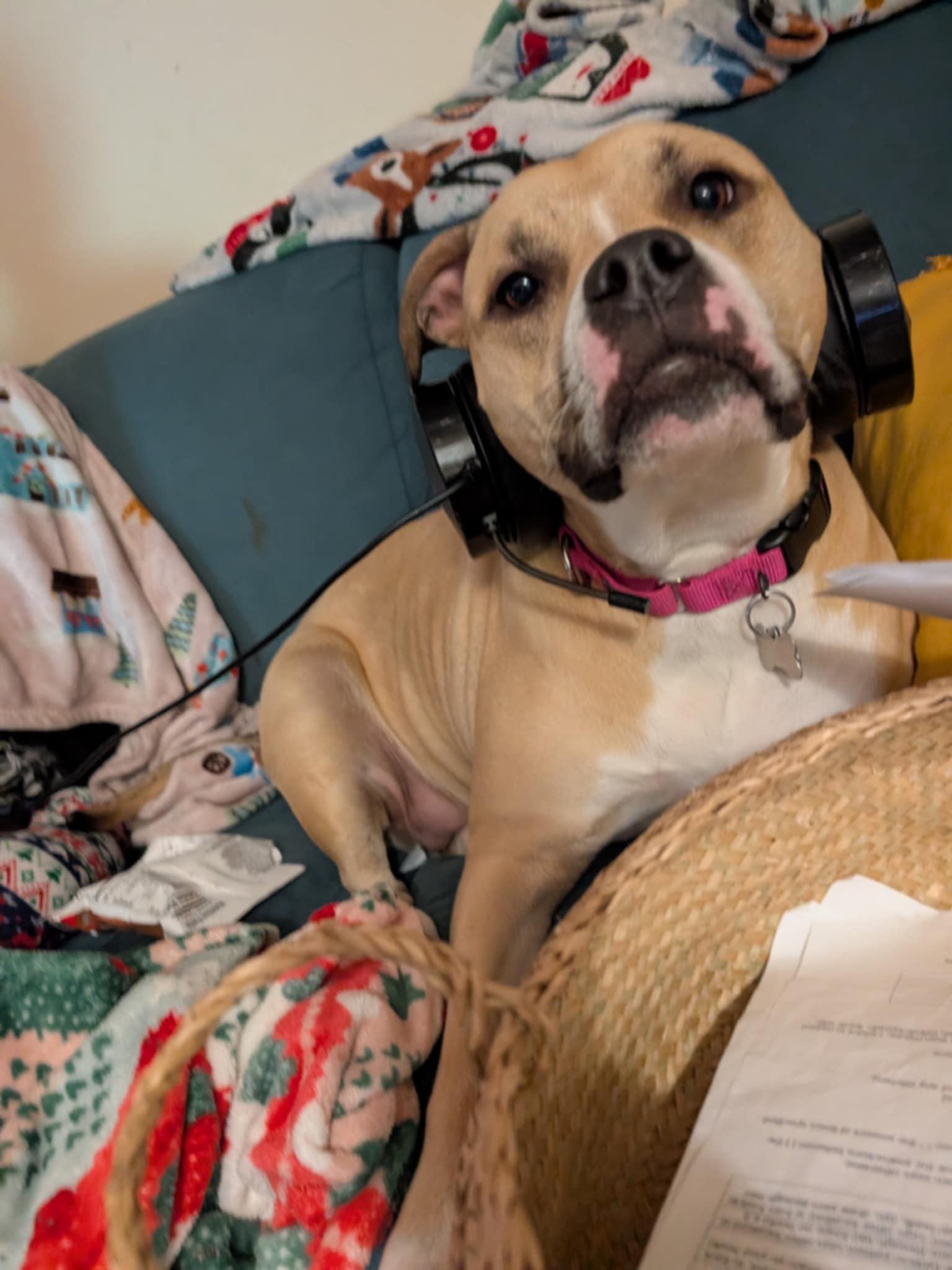 Bitsy - Maine, a Adoptable mixed breed in Kennebunkport, ME image 5/6