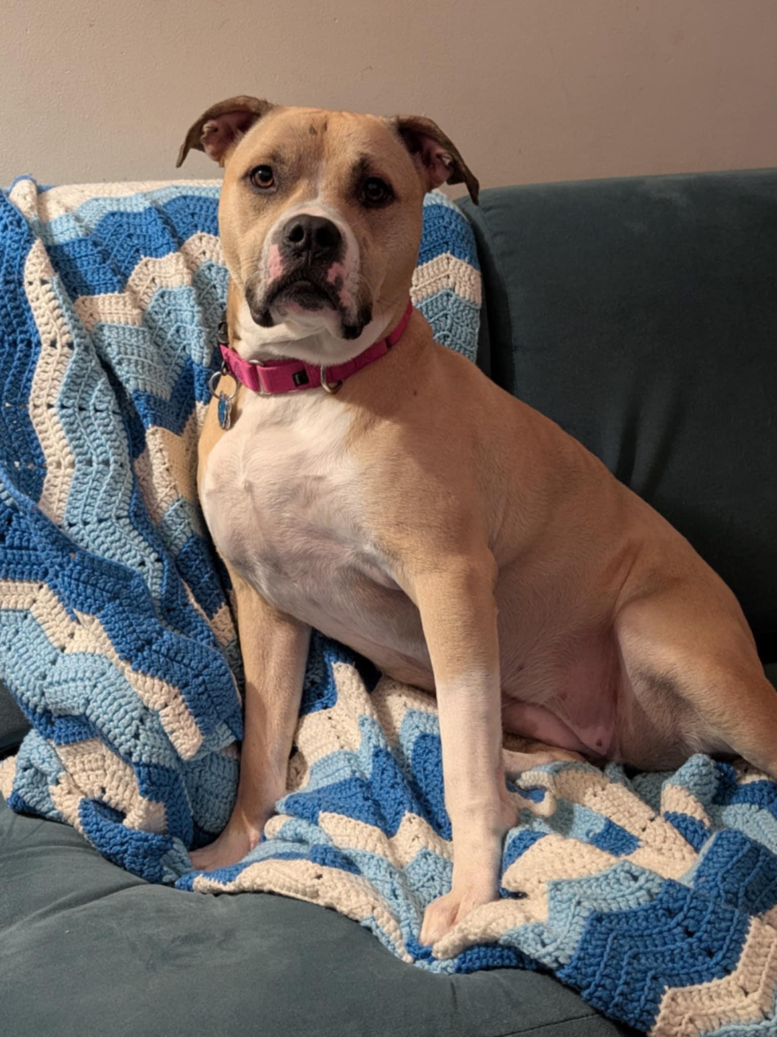 Bitsy - Maine, a Adoptable mixed breed in Kennebunkport, ME image 6/6