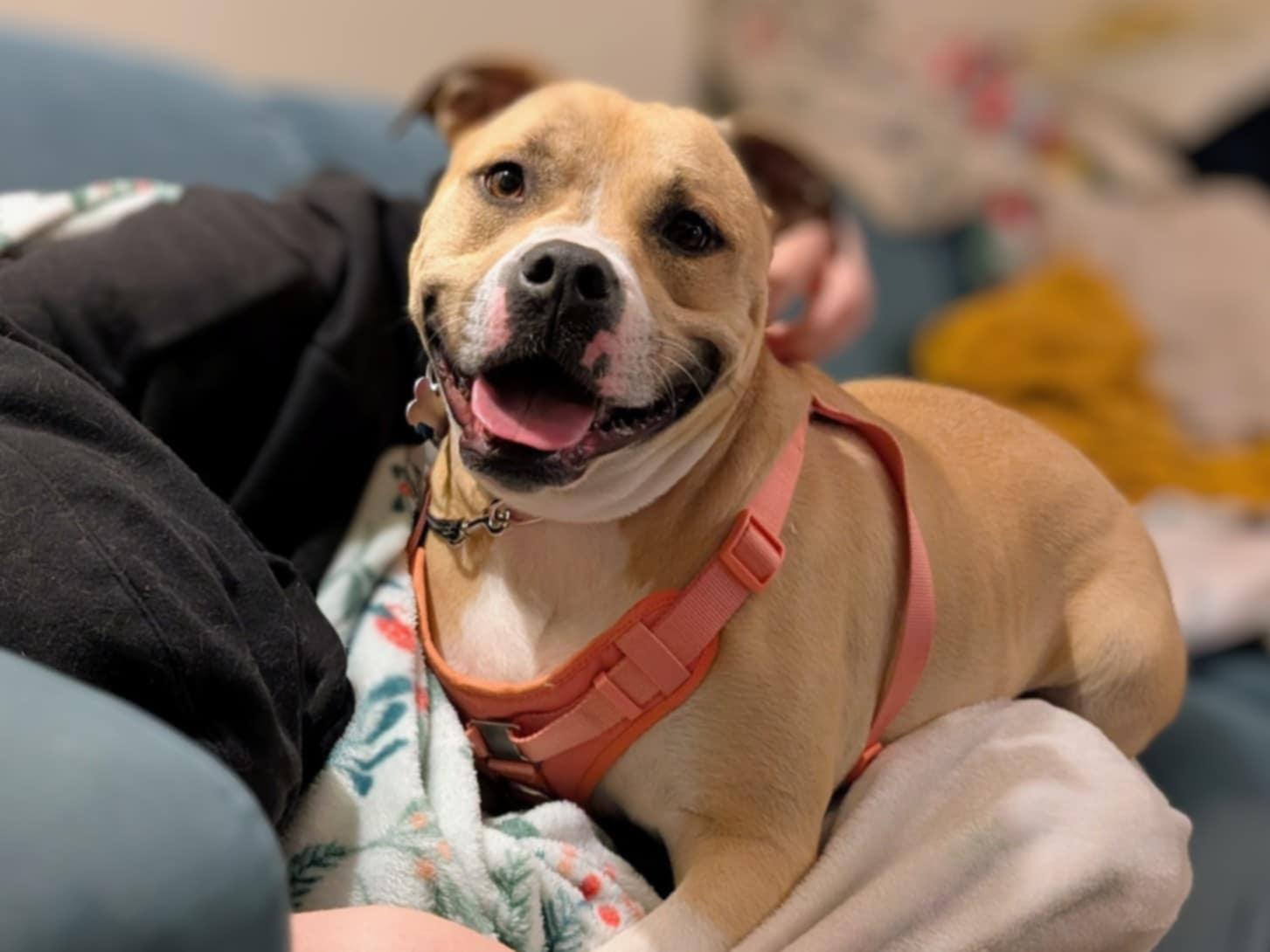 Bitsy - Maine, Adoptable, Adult Female American Bully.