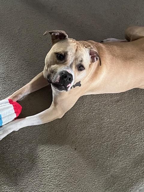 Bitsy - Maine, an adoptable American Bully in Kennebunkport, ME, 04046 | Photo Image 2