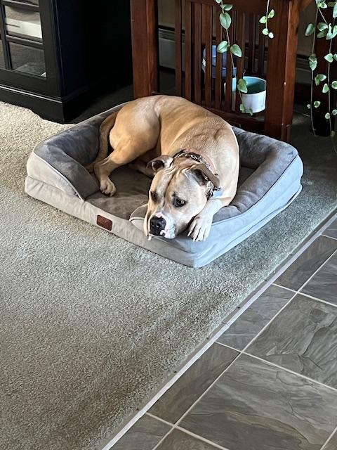 Bitsy - Maine, a Adoptable mixed breed in Kennebunkport, ME image 3/6