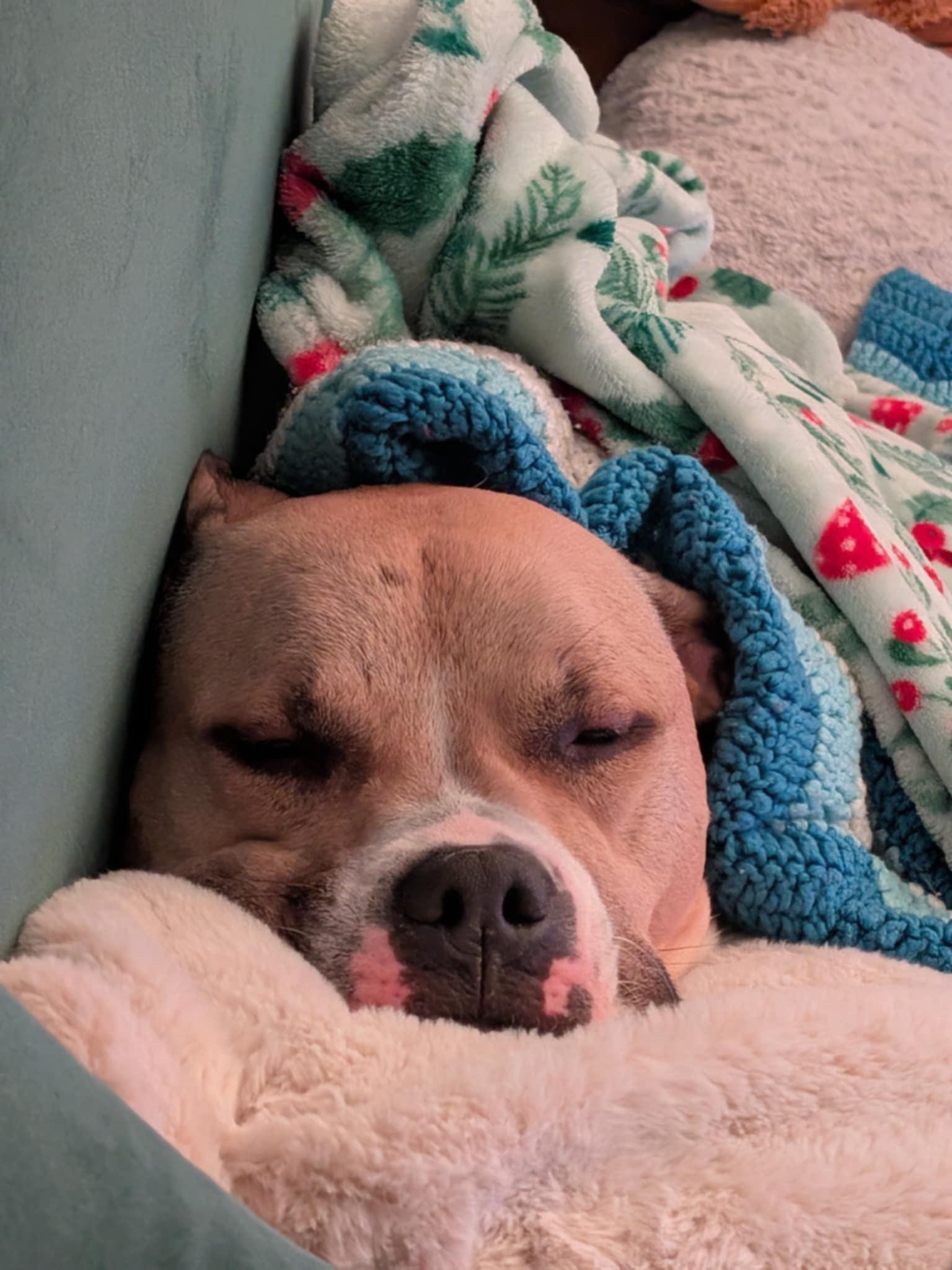 Bitsy - Maine, a Adoptable mixed breed in Kennebunkport, ME image 4/6