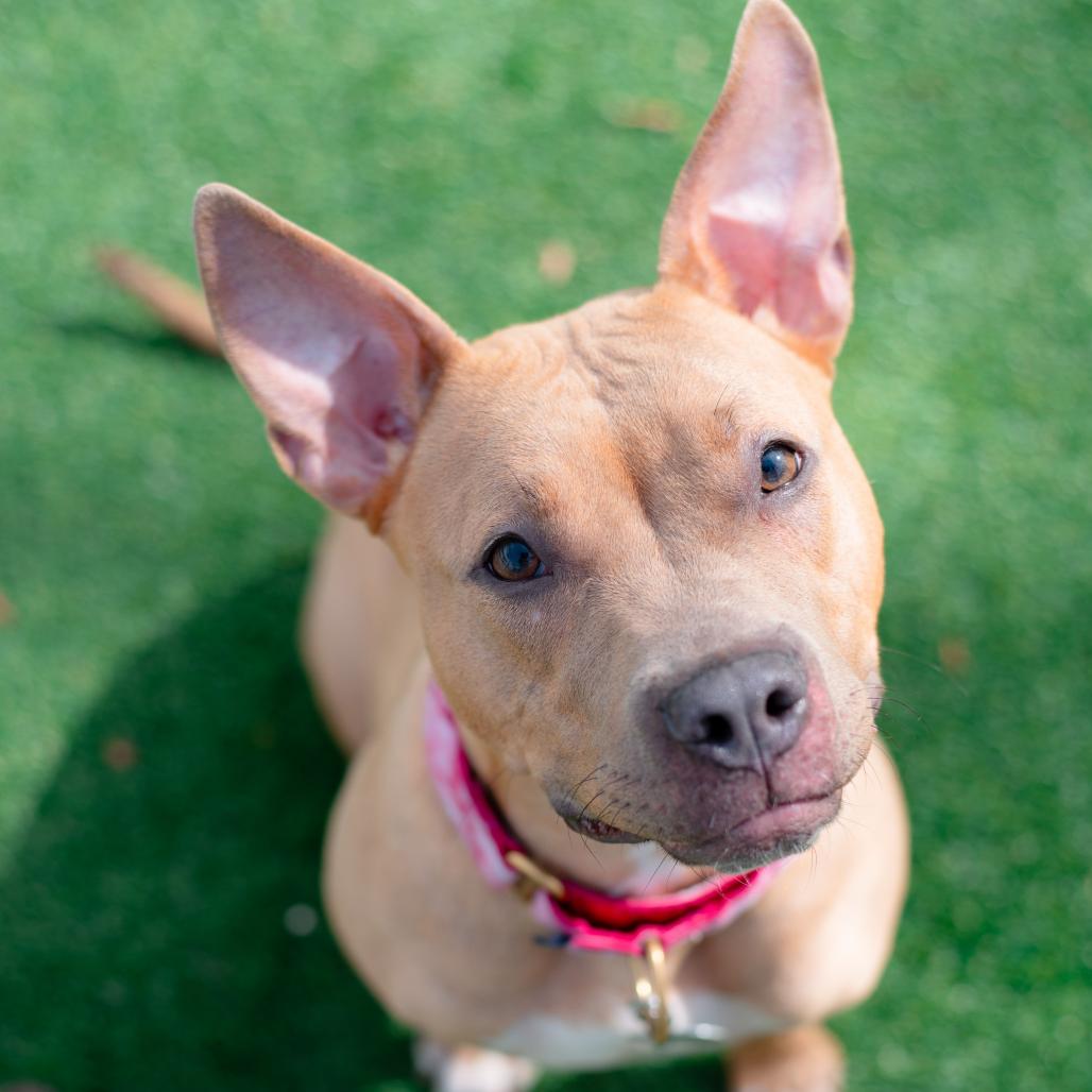 Hazel, Adoptable, Young Female Mixed Breed.