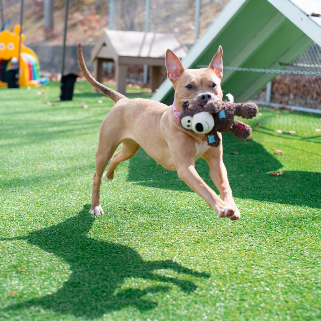 Enlarge Hazel, a Adoptable Mixed Breed in Warwick, RI image 2/6