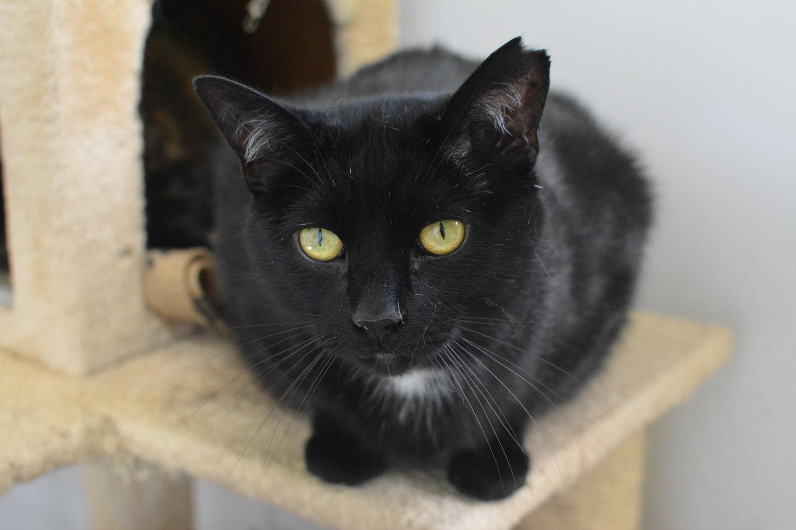 Gaston, Adoptable, Adult Male Domestic Short Hair.