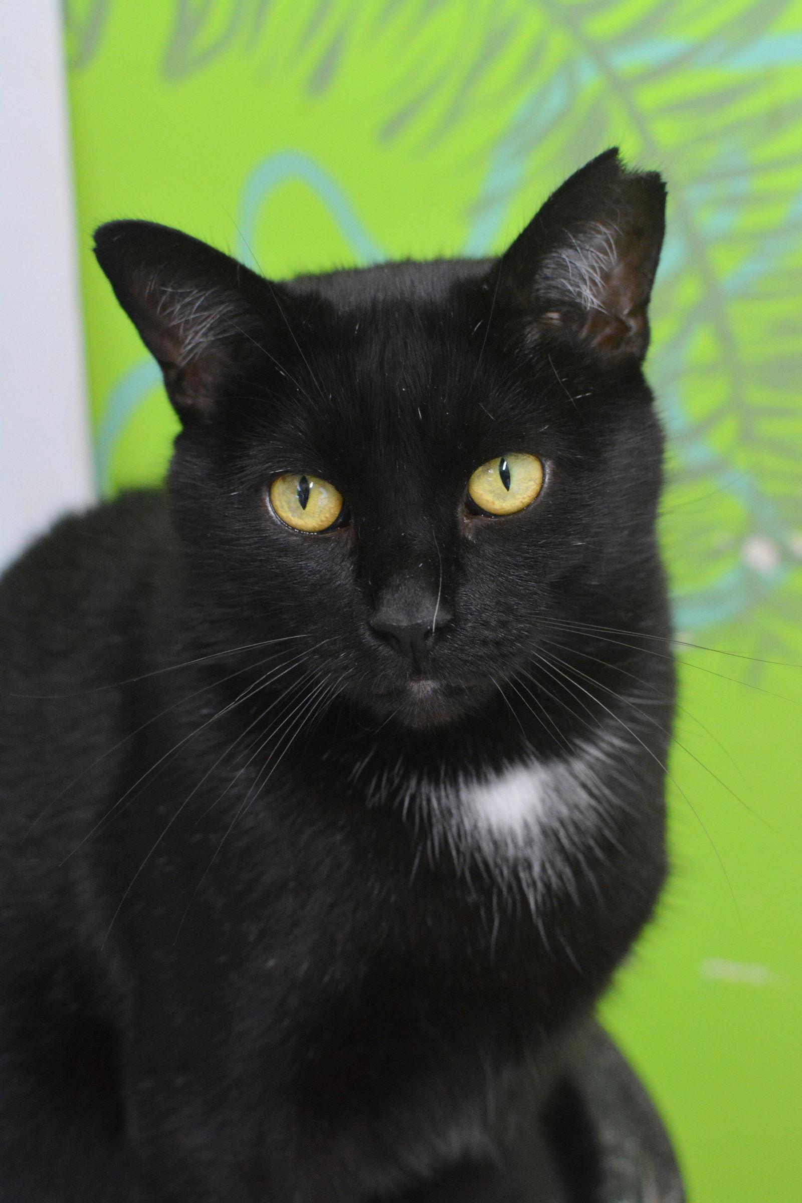 Gaston, a Adoptable Domestic Short Hair in Montreal, QC image 2/3