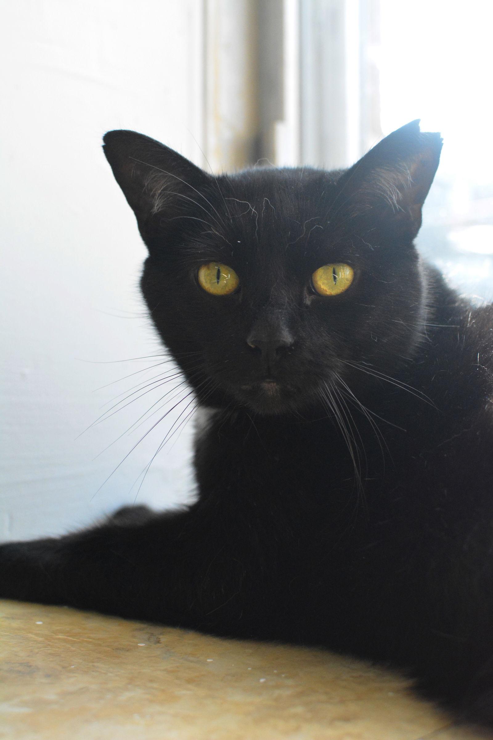 Gaston, a Adoptable Domestic Short Hair in Montreal, QC image 3/3
