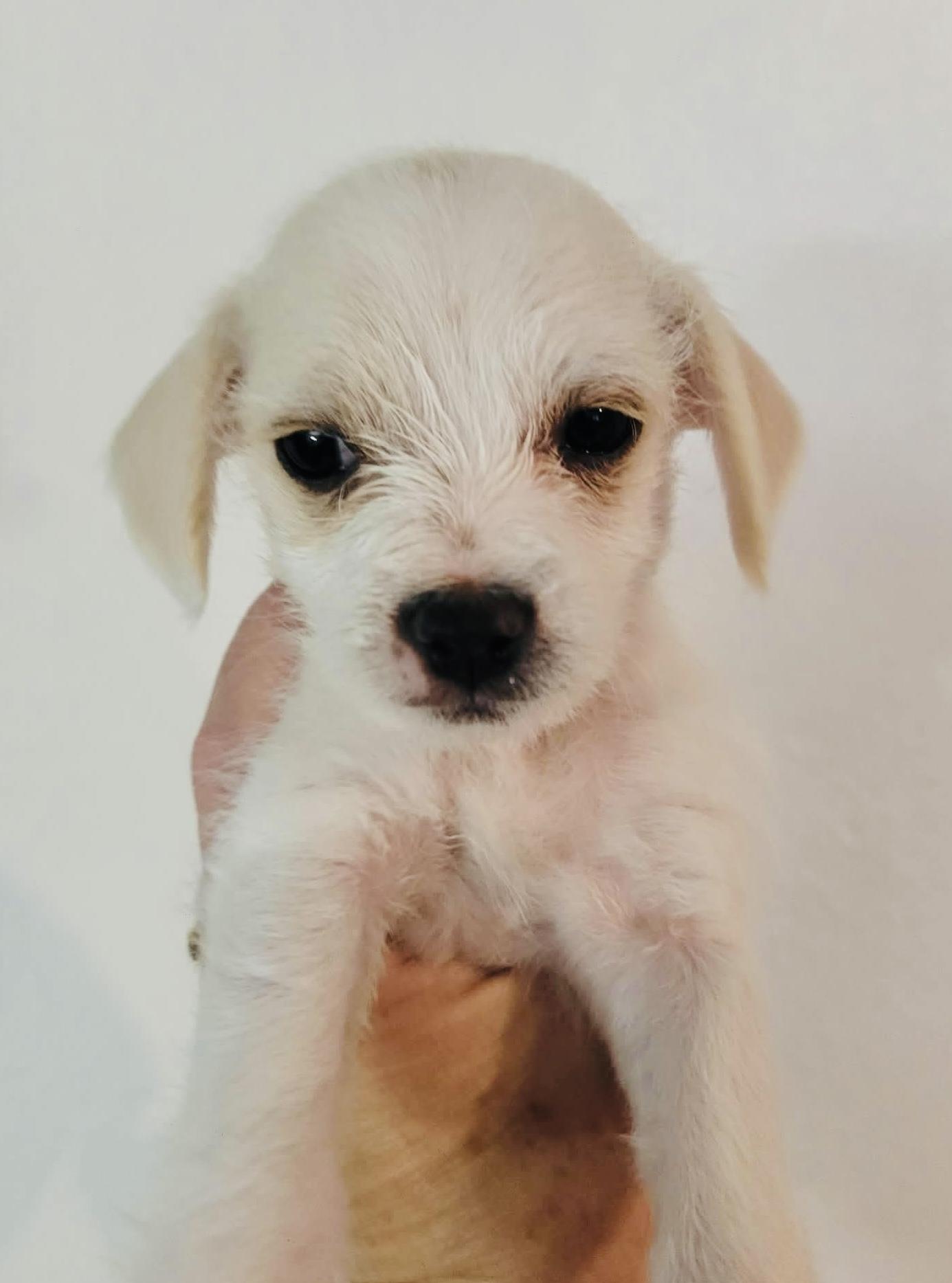 Poetry, adopted, Puppy Female Chihuahua.