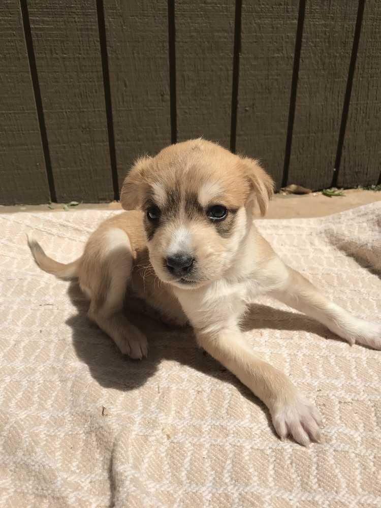 Zorro, a Adoptable mixed breed image 1/2