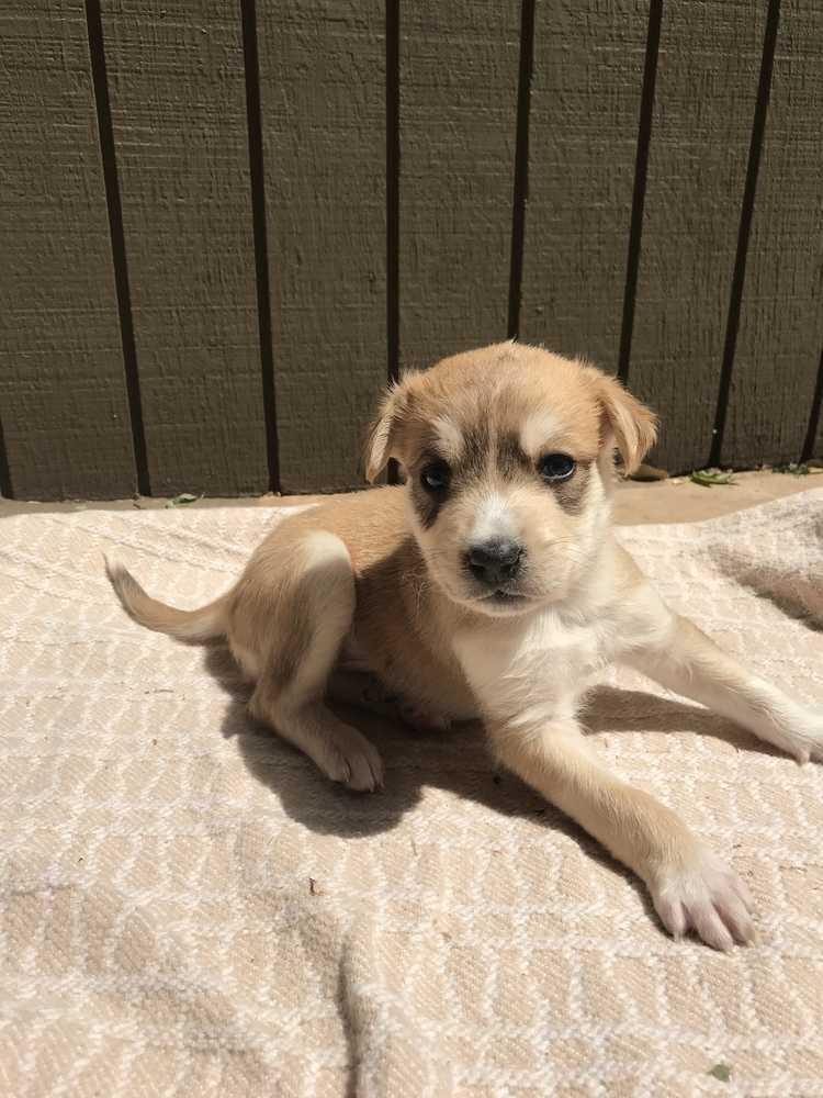 Zorro, a Adoptable mixed breed image 2/2