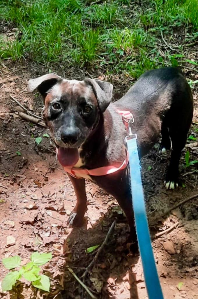 Trudy, Adoptable, Adult Female Labrador Retriever.