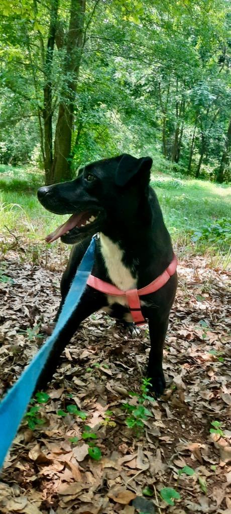 Enlarge Trudy, a Adoptable mixed breed in Forsyth, GA image 2/4