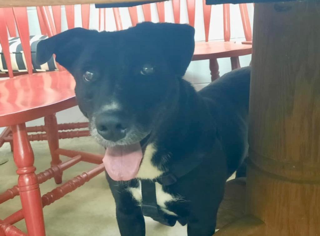 Trudy, Adoptable, Adult Female Labrador Retriever.