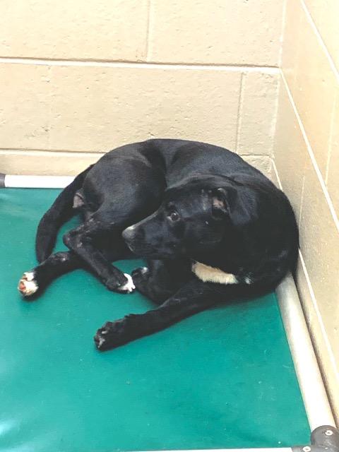 Enlarge Trudy, a Adoptable mixed breed in Forsyth, GA image 4/4