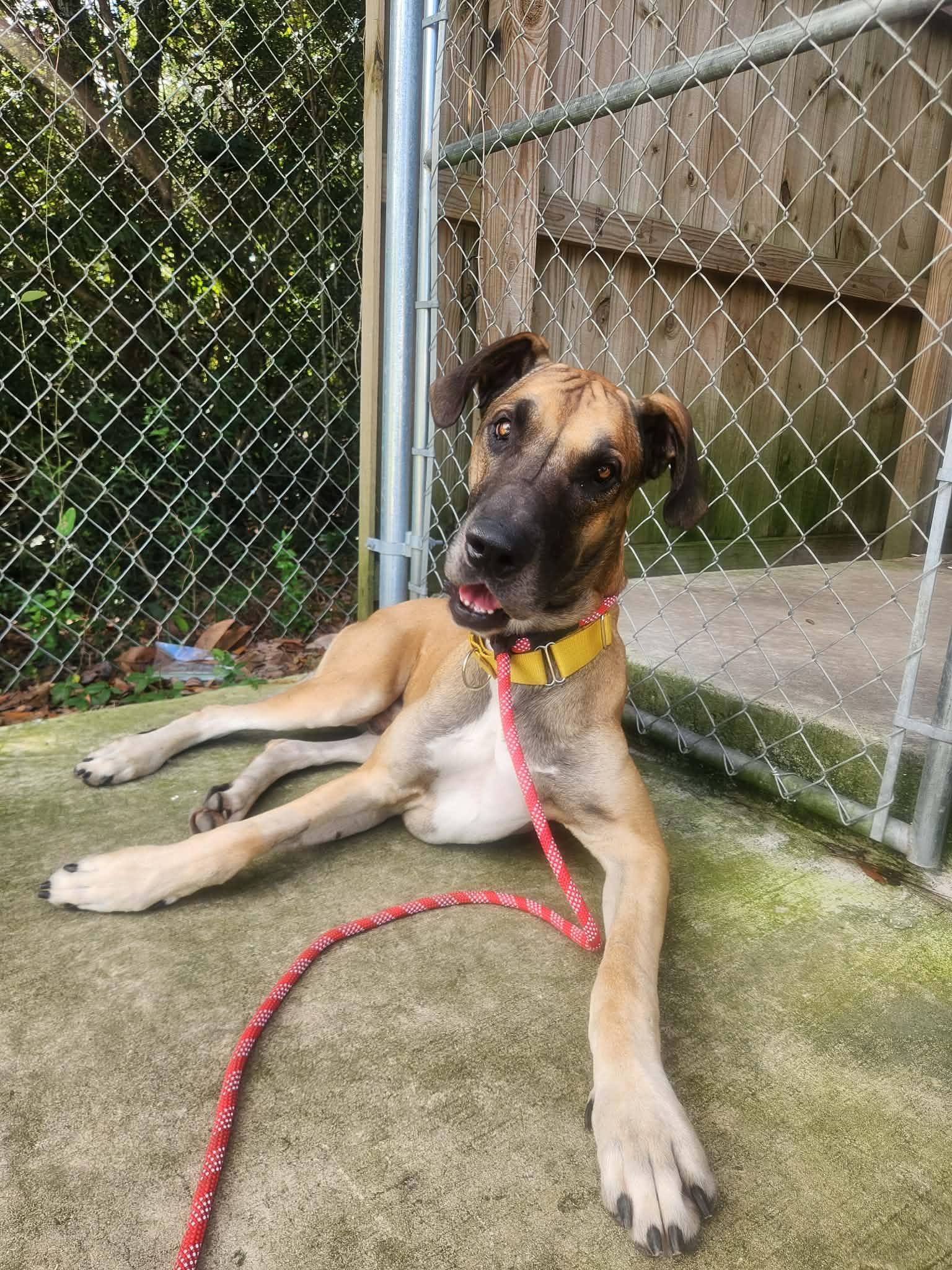 Atticus, a Adoptable Great Dane in Pensacola, FL image 2/6