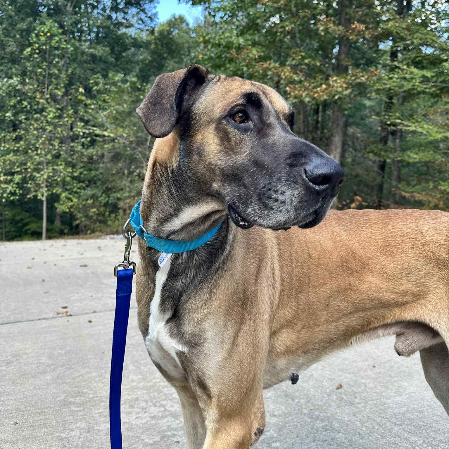 Atticus, Adoptable, Young Male Great Dane.