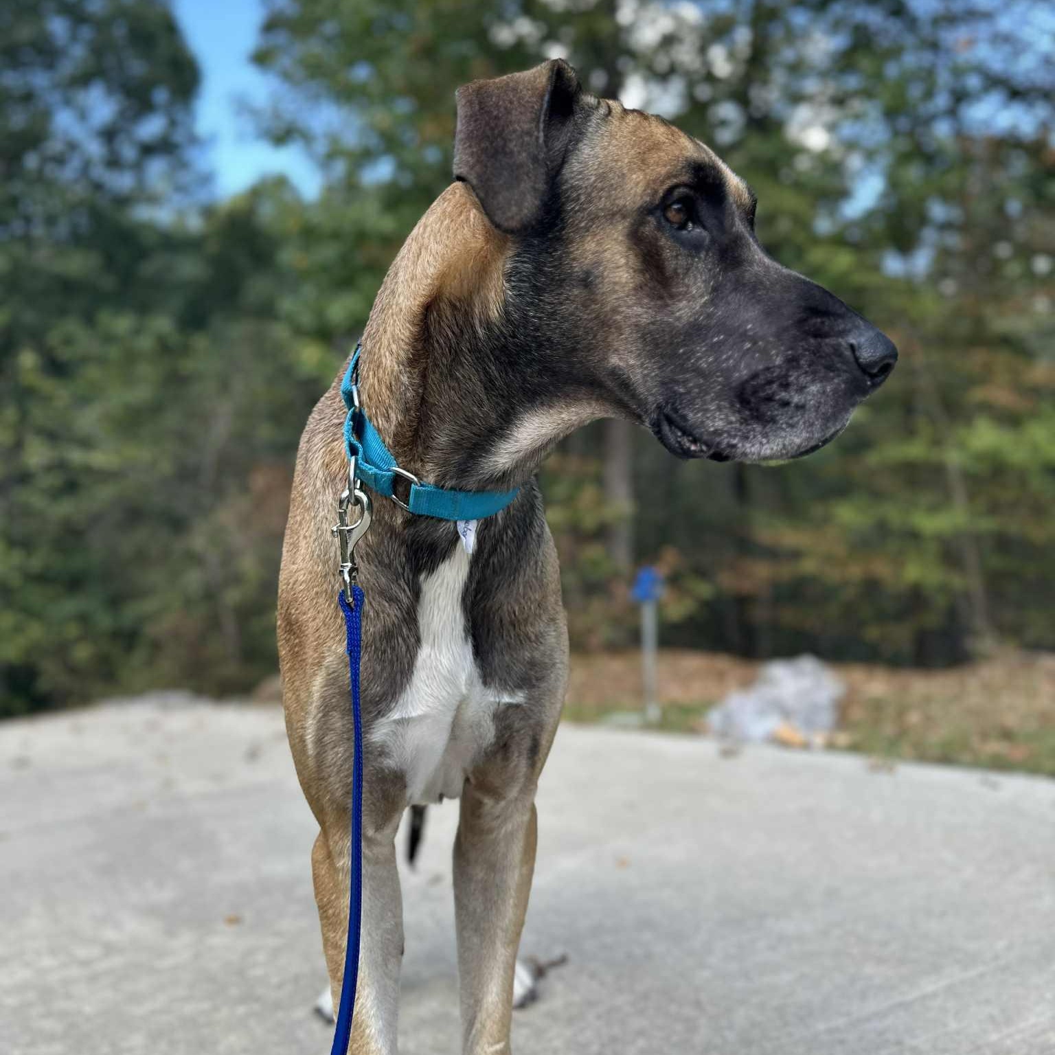 Enlarge Atticus, a Adoptable Great Dane in Pensacola, FL image 5/6