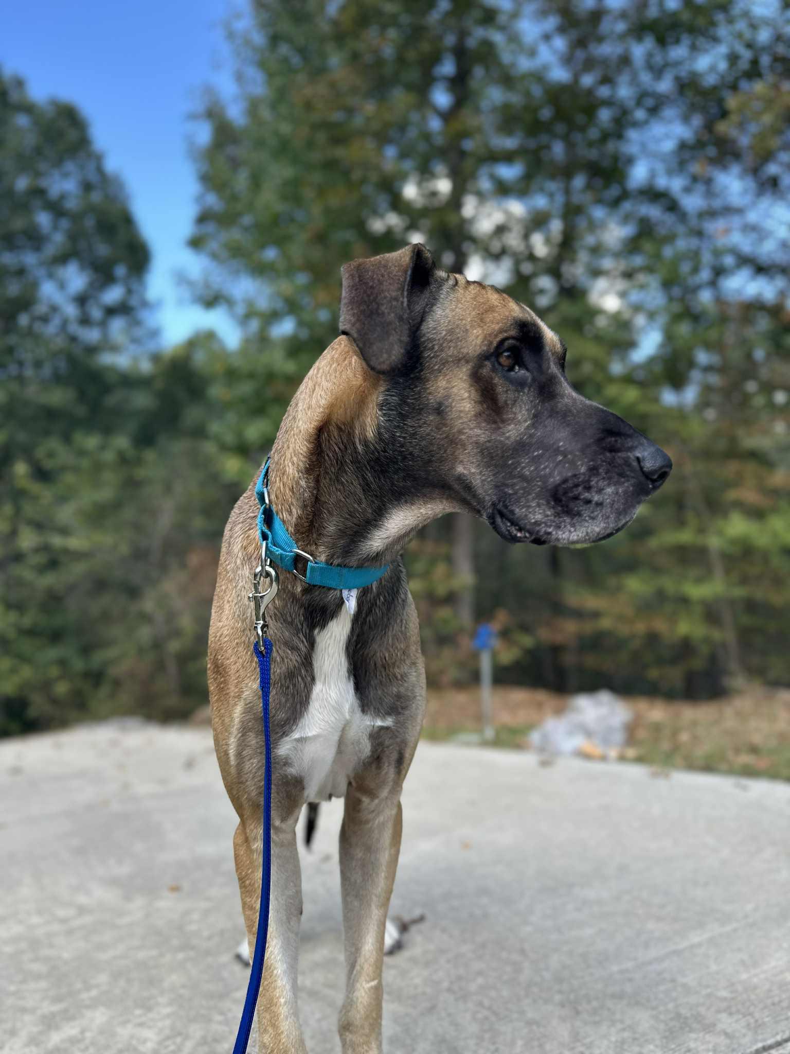 Atticus, a Adoptable Great Dane in Pensacola, FL image 6/6