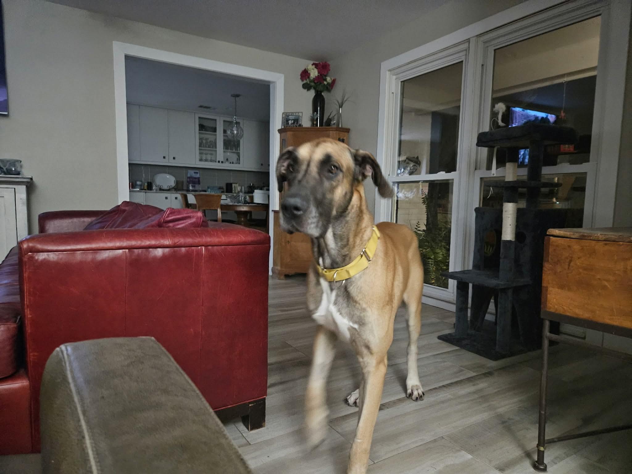 Atticus, adoptable, Adult Male Great Dane.