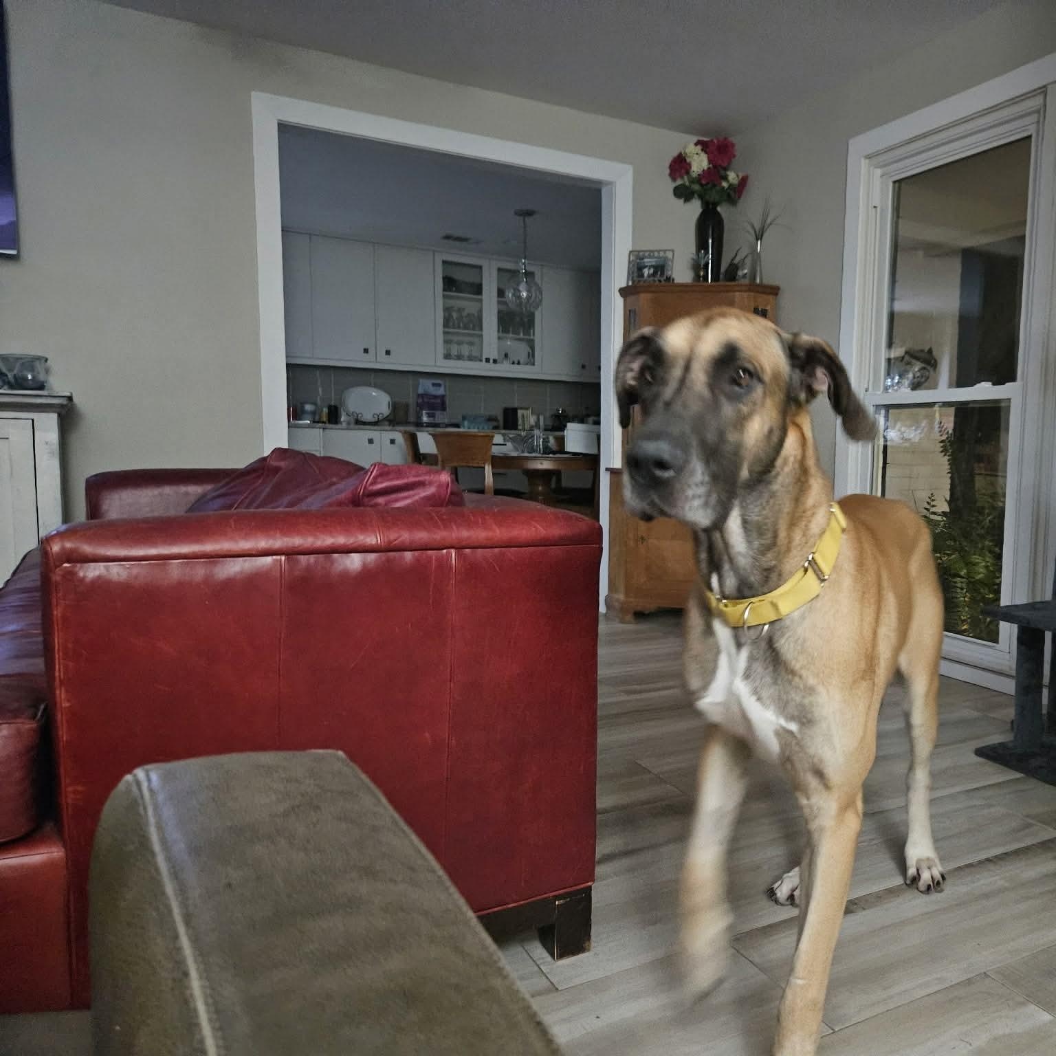 Enlarge Atticus, a Adoptable Great Dane in Pensacola, FL image 2/6
