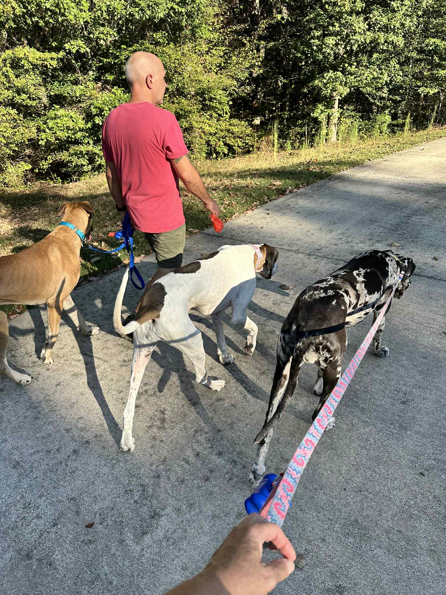 Atticus, a Adoptable Great Dane in Pensacola, FL image 4/6