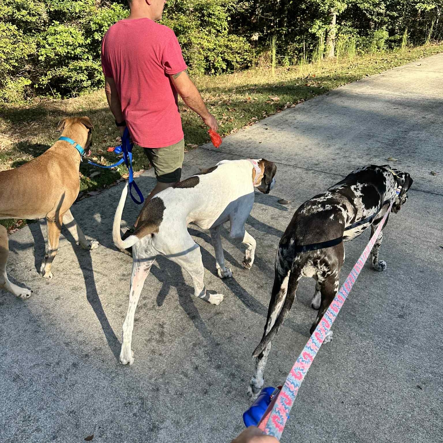 Enlarge Atticus, a Adoptable Great Dane in Pensacola, FL image 3/6