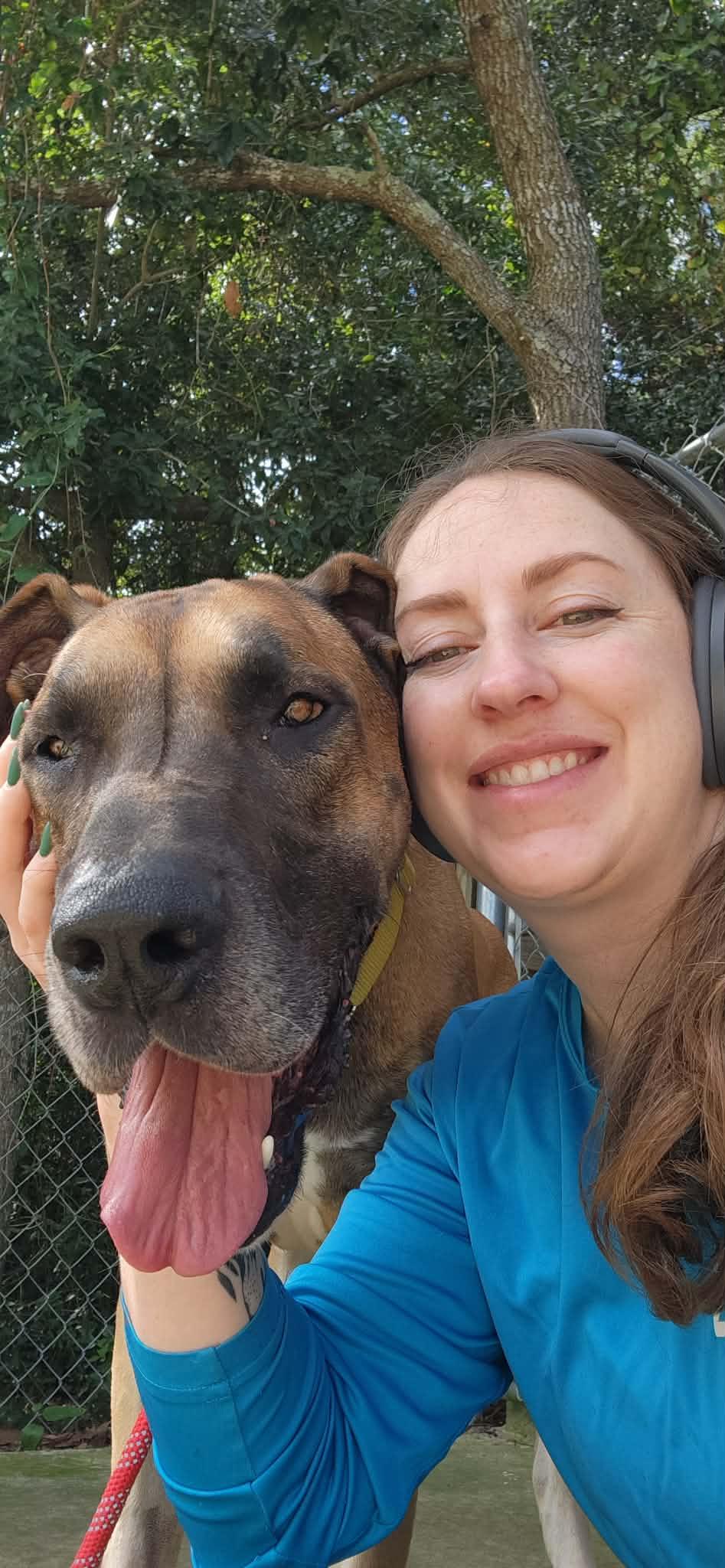 Atticus, a Adoptable Great Dane in Pensacola, FL image 3/6