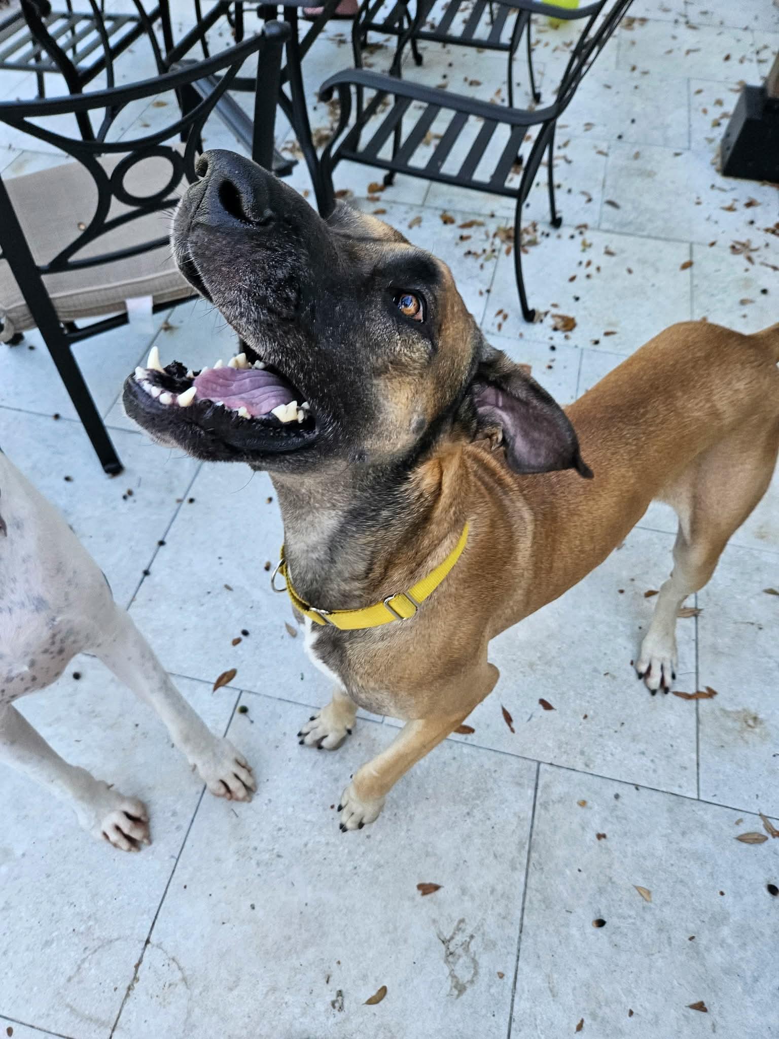 Enlarge Atticus, a Adoptable Great Dane in Pensacola, FL image 6/6