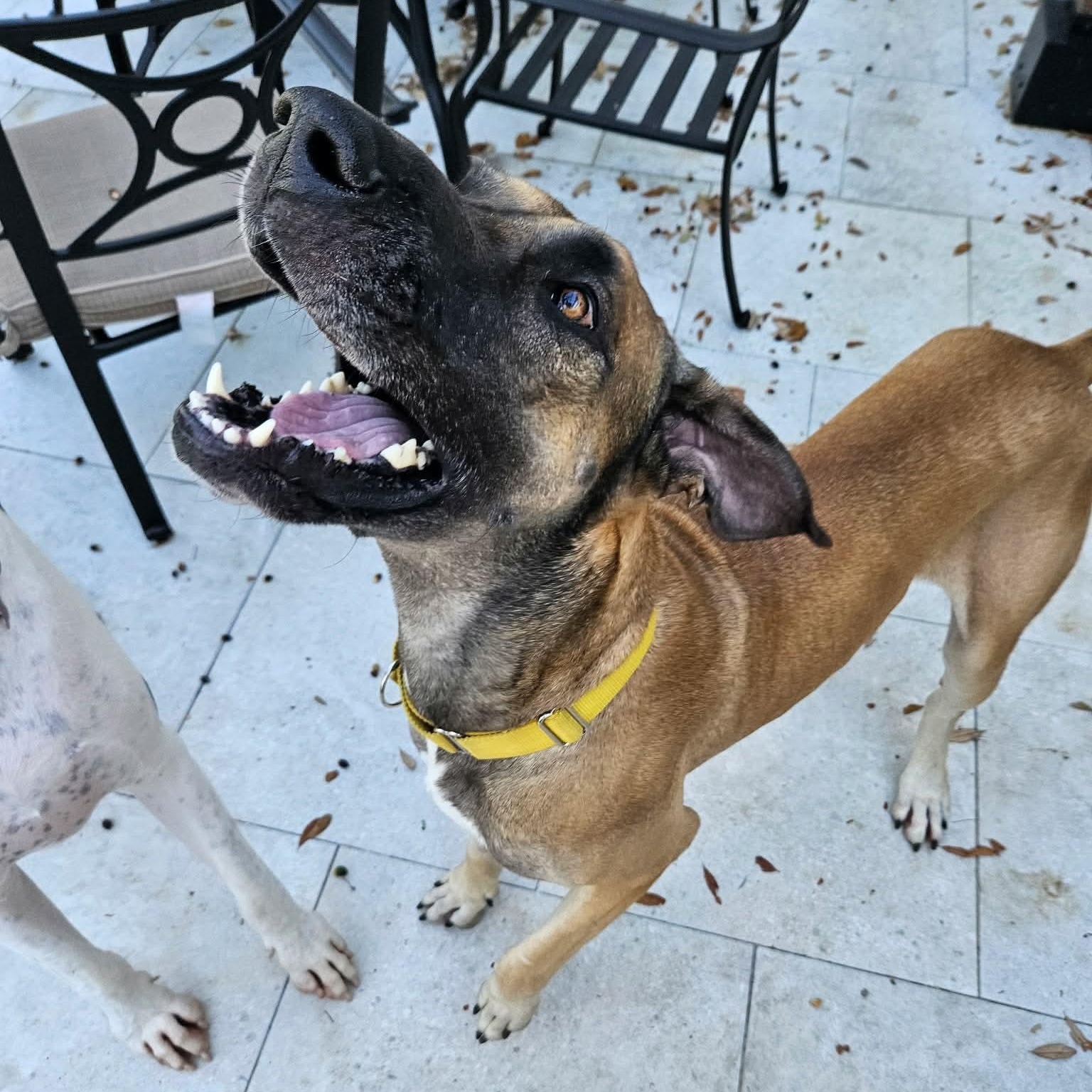 Enlarge Atticus, a Adoptable Great Dane in Pensacola, FL image 6/6