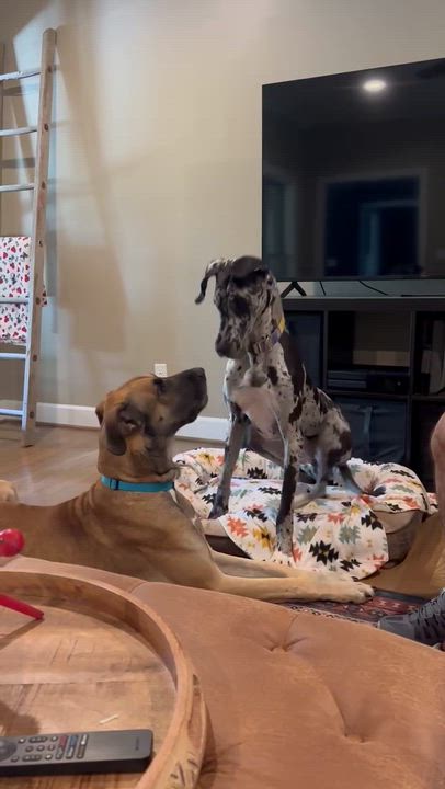Enlarge Atticus, a Adoptable Great Dane in Pensacola, FL video 5/6