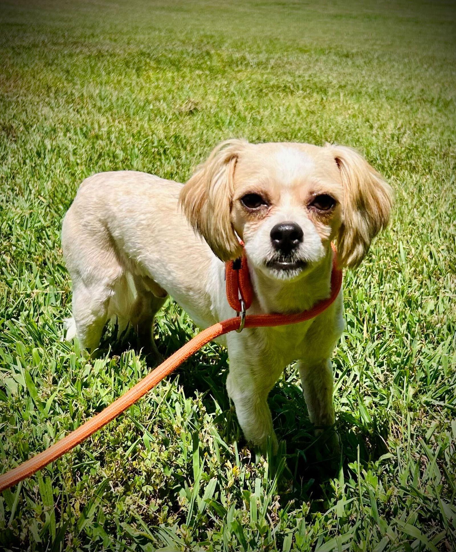 Kobe Jul 25, Adoptable, Adult Male Shih Tzu & Maltese.