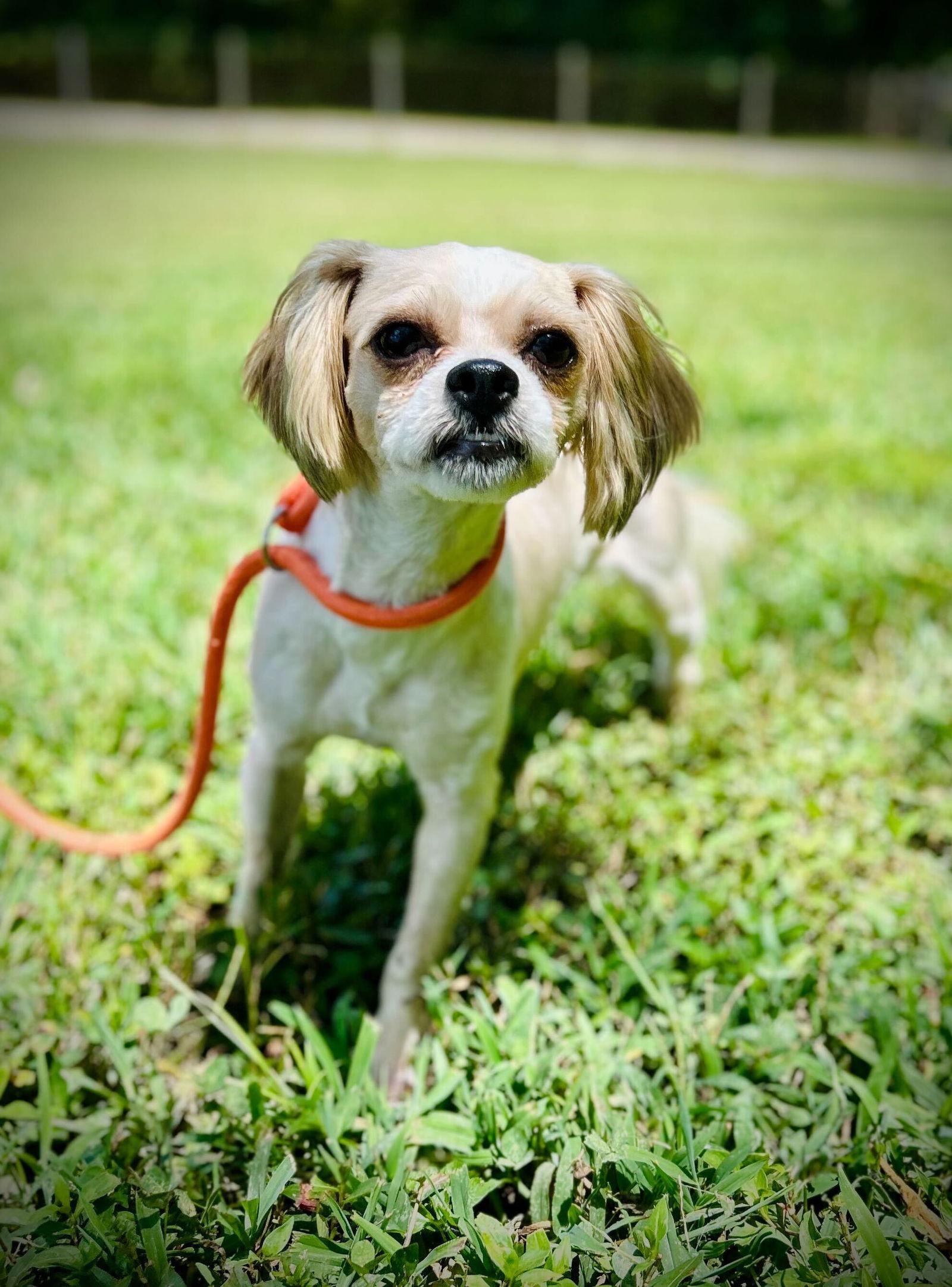 Kobe Jul 25, a Adoptable mixed breed in Pacolet, SC image 2/3