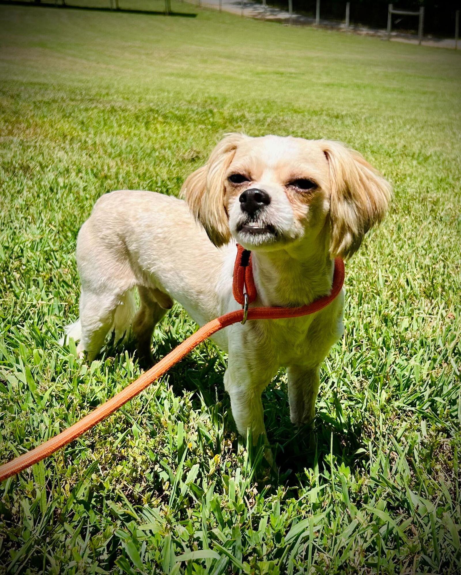 Kobe Jul 25, a Adoptable mixed breed in Pacolet, SC image 3/3