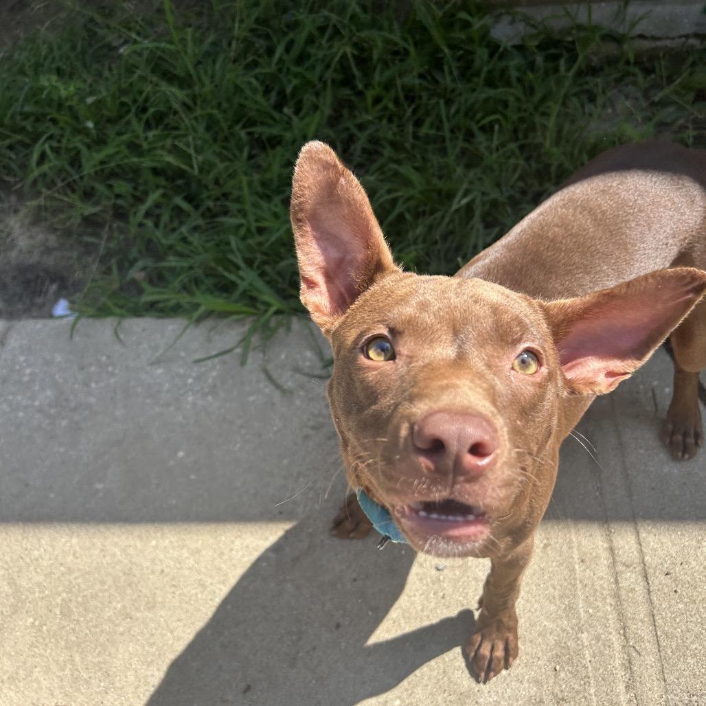 Peter Pan, adopted, Young Male Hound.