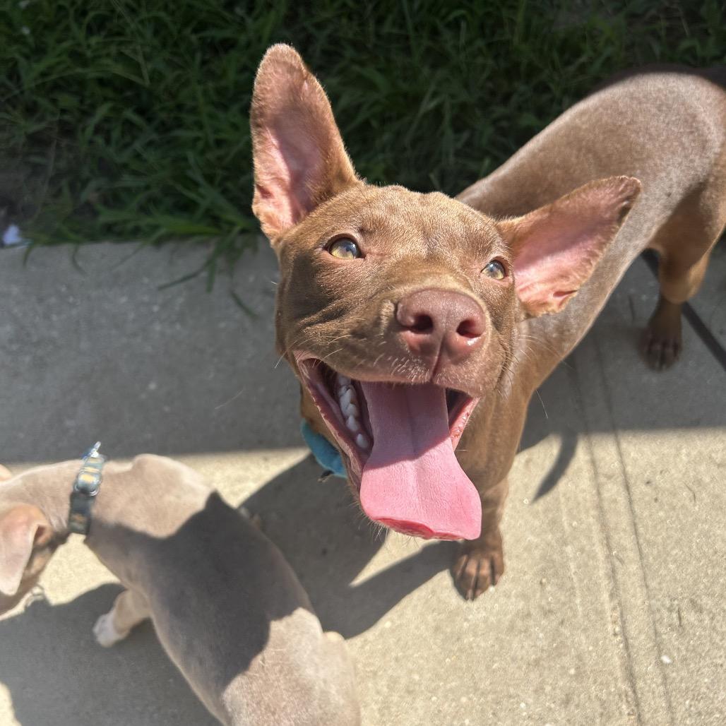 Enlarge Peter Pan, an adopted mixed breed in Medford, NY image 2/3