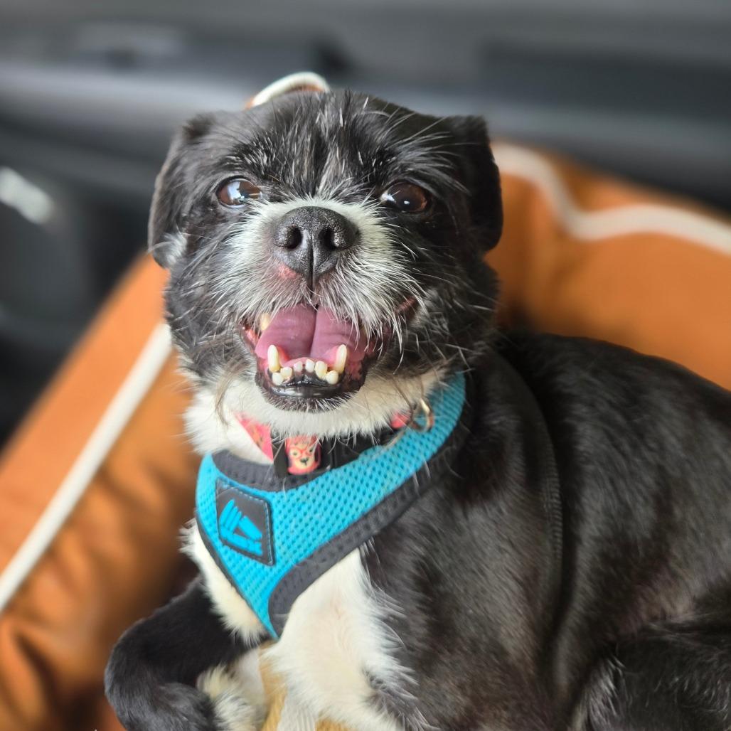 Burt Reynolds, Adoptable, Adult Male Brussels Griffon & Shih Tzu.