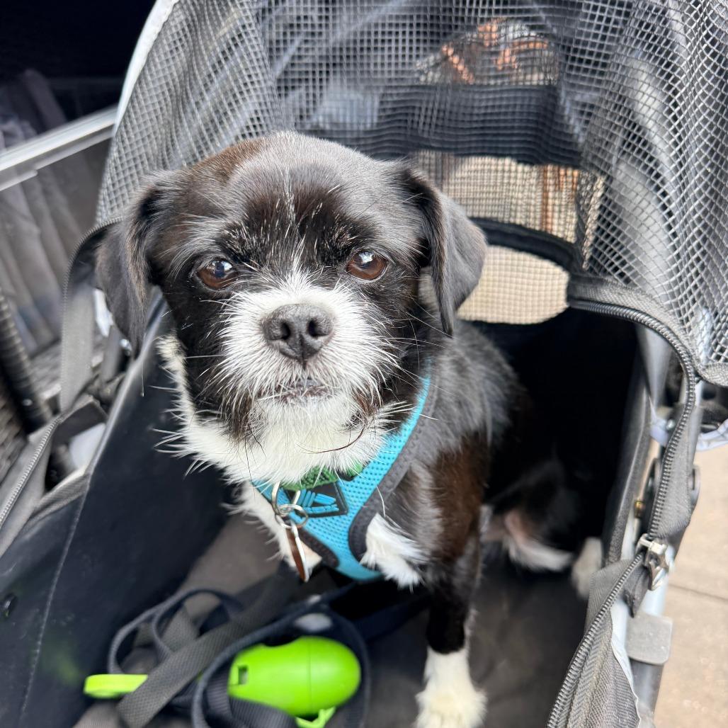 Enlarge Burt Reynolds, a Adoptable mixed breed in Chicago, IL image 2/5