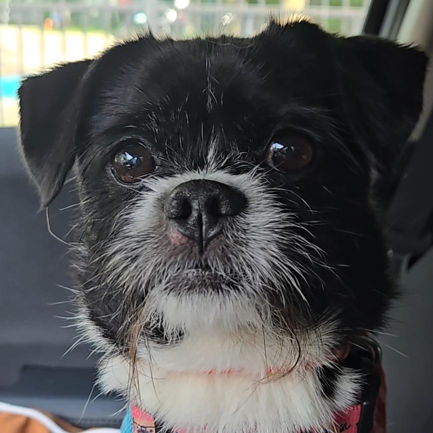 Enlarge Burt Reynolds, a Adoptable mixed breed in Chicago, IL image 3/5