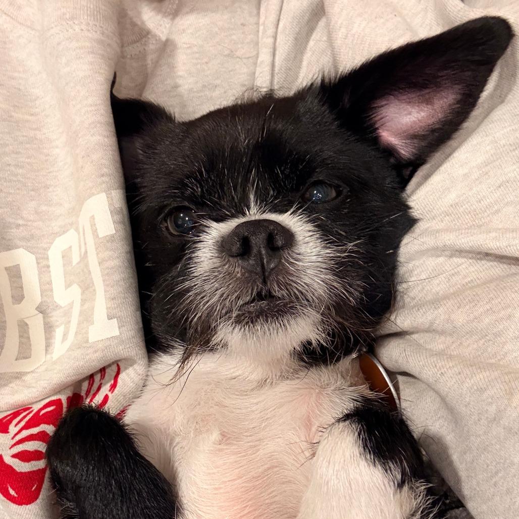 Enlarge Burt Reynolds, a Adoptable mixed breed in Chicago, IL image 4/5