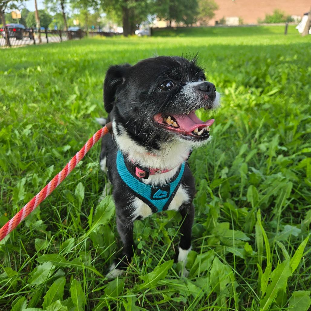 Enlarge Burt Reynolds, a Adoptable mixed breed in Chicago, IL image 5/5