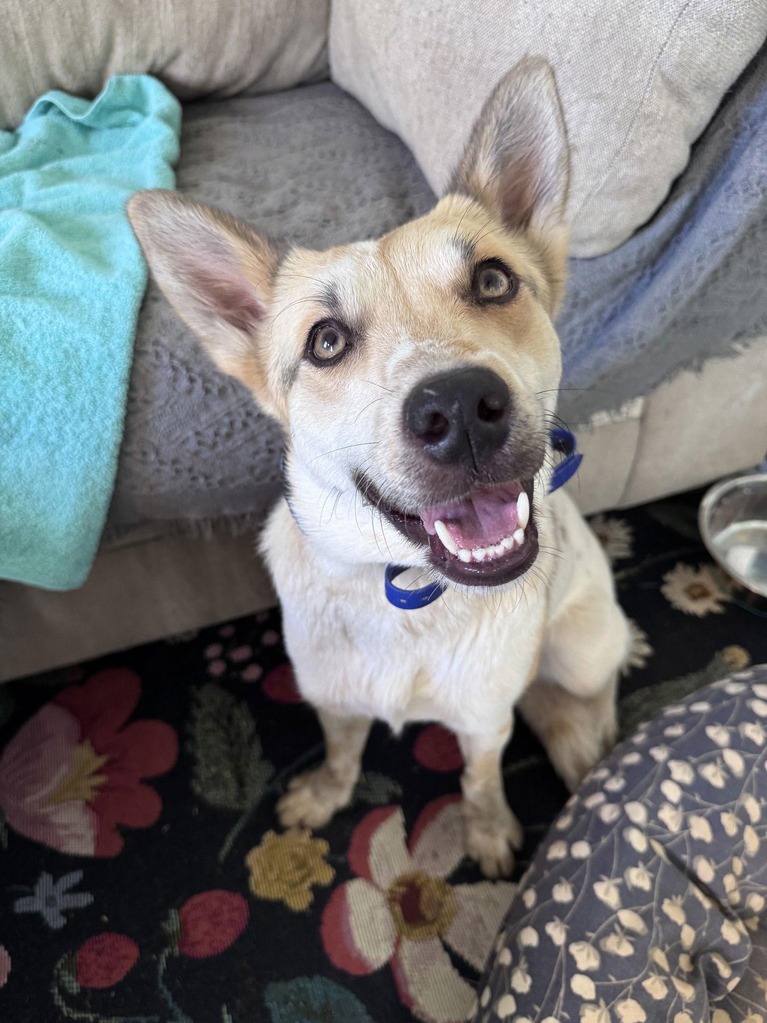 Mollywobbles, a Adoptable Australian Cattle Dog / Blue Heeler in Greenville, SC image 1/3